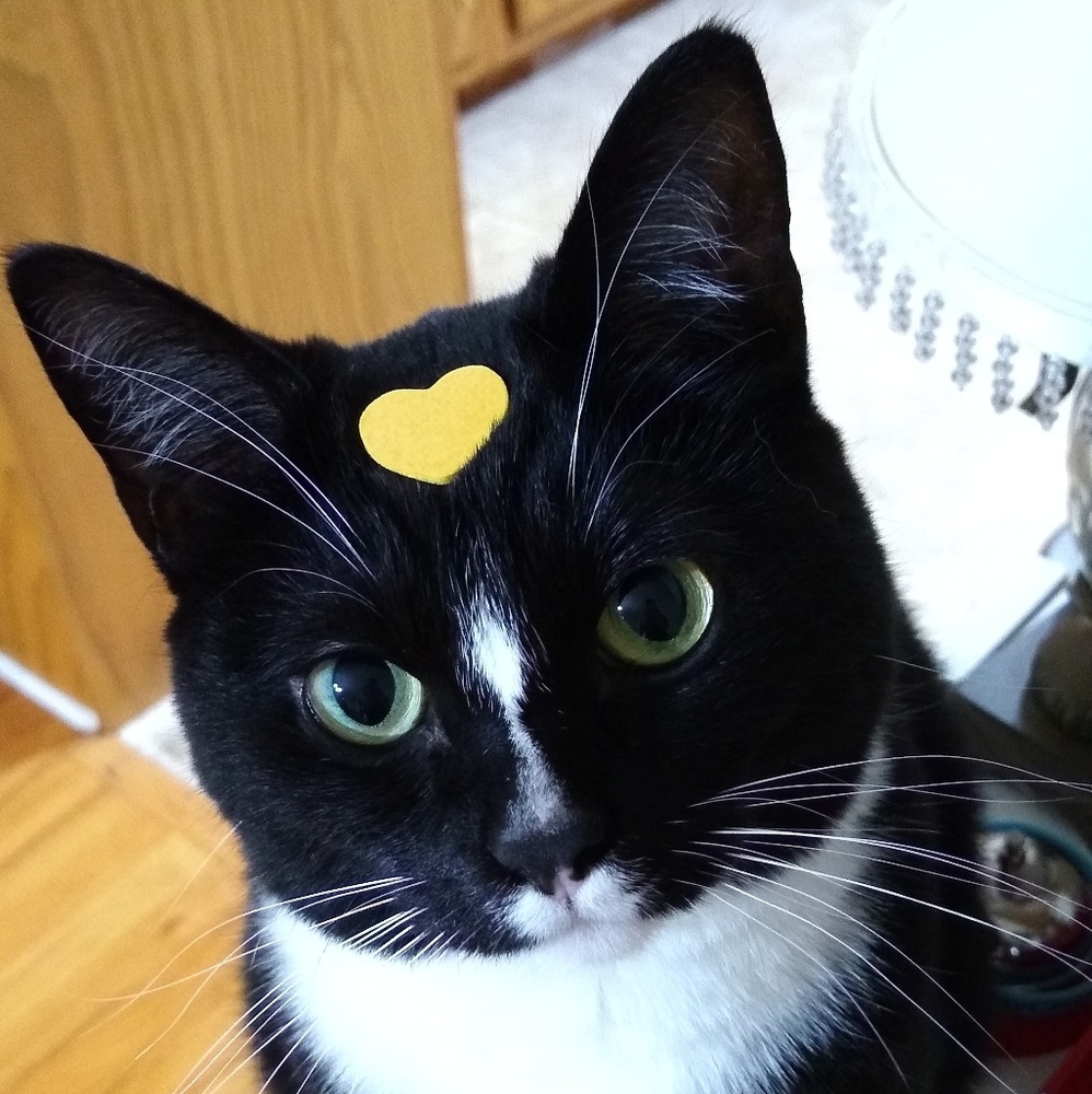 Meet your Posher, Akiko